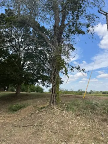 Brush cleared around a standing tree in central Illinois by Foil Land Services