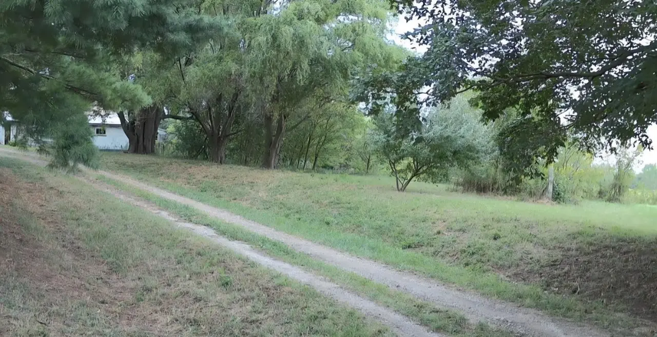 Farm lane and tree line before clearing in central Illinois by Foil Land Services